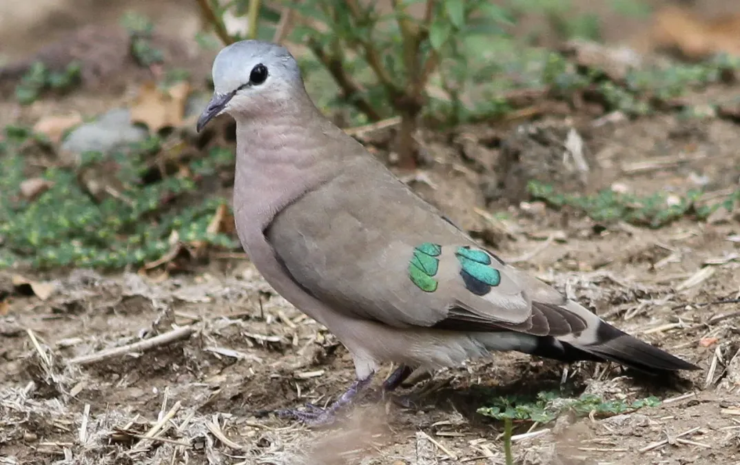 File:Emerald-spotted Wood Dove, Turtur chalcospilos in Kruger National Park (13877683603).jpg