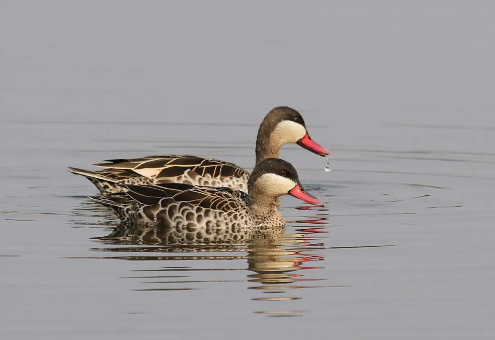 File:Red-billed Teal, Anas erythrorhyncha at Borakalalo National Park, South Africa (9900191526).jpg
