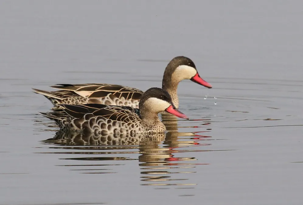File:Red-billed Teal, Anas erythrorhyncha at Borakalalo National Park, South Africa (9900158025).jpg