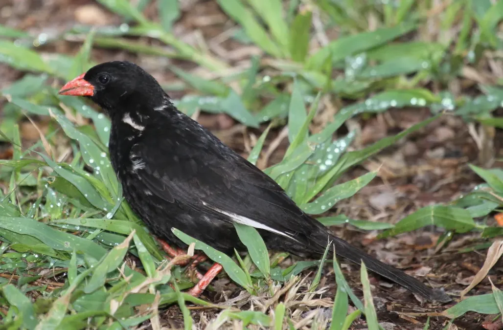 File:Red-billed buffalo weaver, Bubalornis niger at Kruger National Park (13933850136).jpg