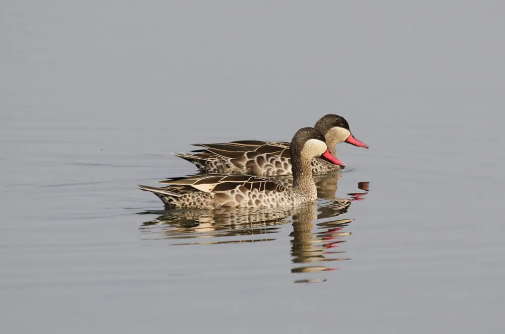 File:Red-billed Teal, Anas erythrorhyncha at Borakalalo National Park, South Africa (9900196136).jpg