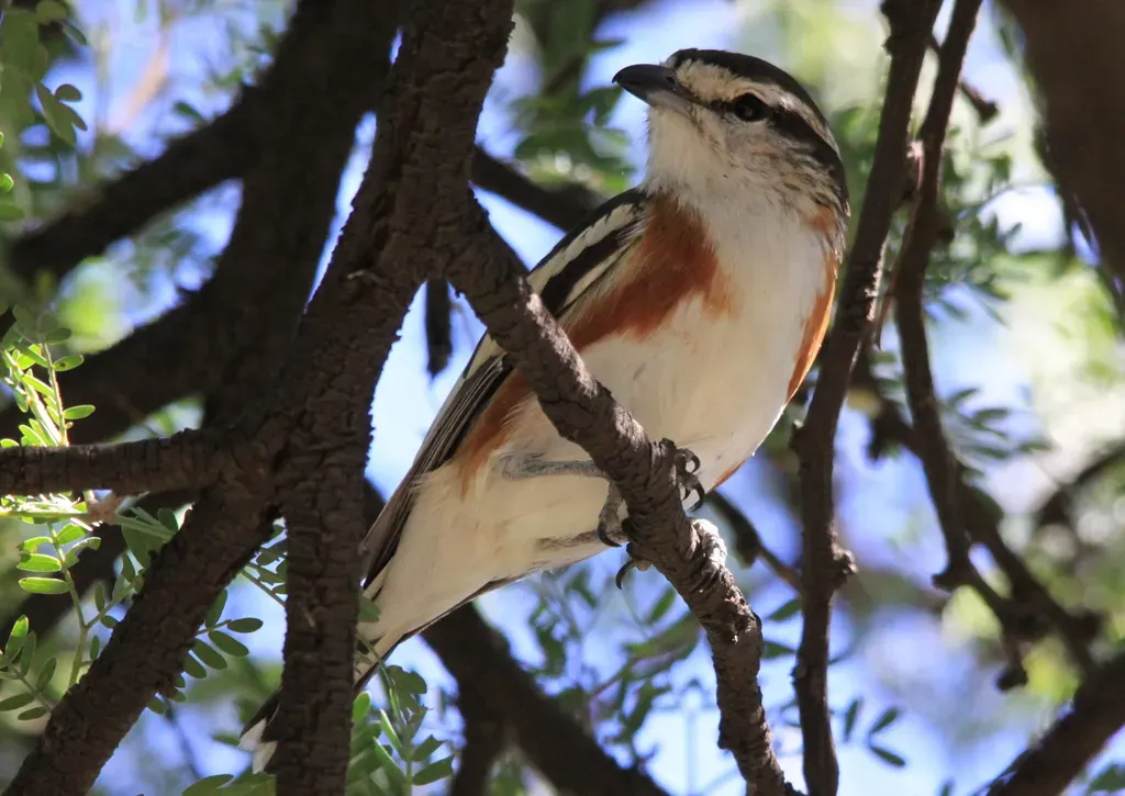File:Brubru, Nilaus afer - at Suikerbosrand nature reserve (6803762850).jpg