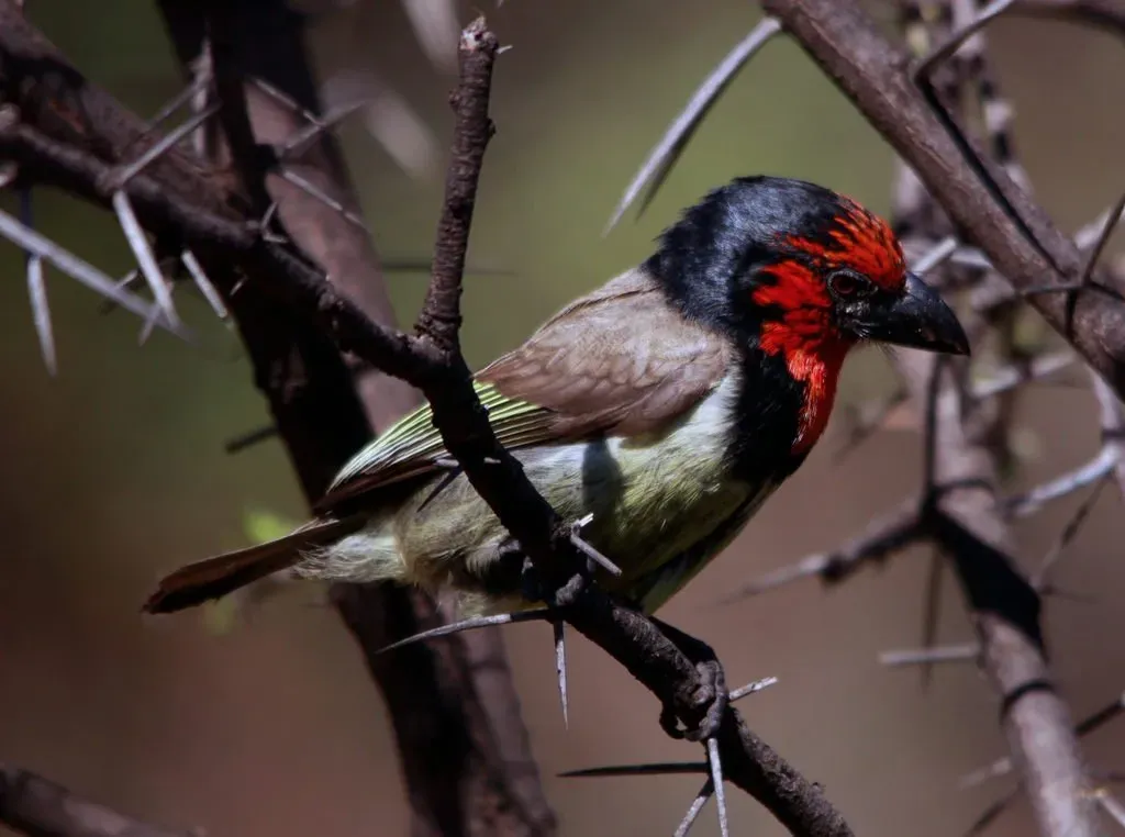 File:Black-collared Barbet, Lybius torquatus (8020710617).jpg
