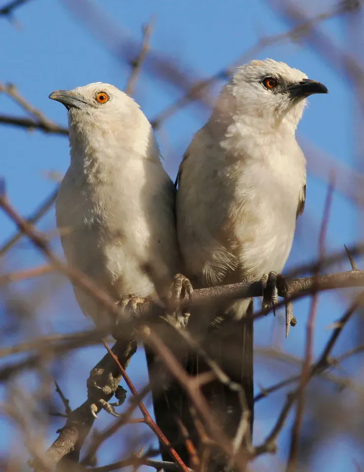 File:Southern Pied-babbler, Turdoides bicolor at Borakalalo National Park, Northwest Province, South Africa (15585613955).jpg