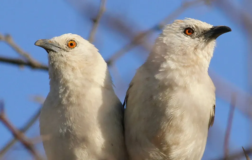 File:Southern Pied-babbler, Turdoides bicolor at Borakalalo National Park, Northwest Province, South Africa (15398999199).jpg