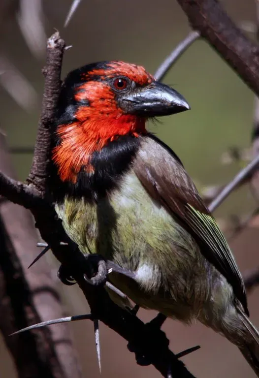 File:Black-collared Barbet, Lybius torquatus (8020710147).jpg