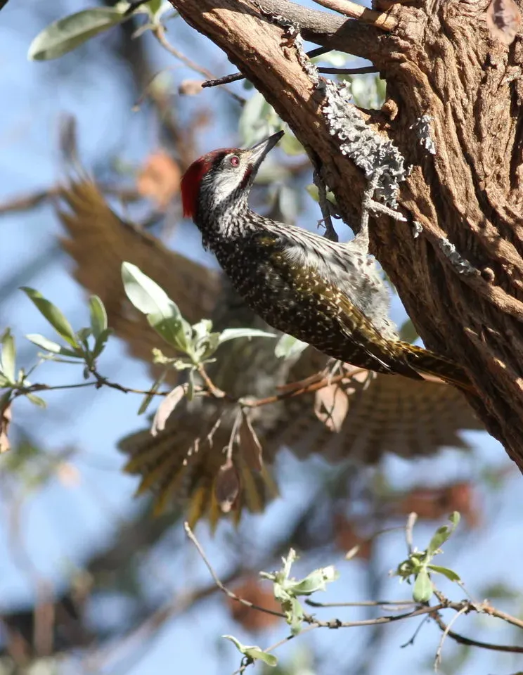 File:Golden-tailed Woodpecker - MALE, Campethera abingoni, at Borakalalo National Park, Northwest Province, South Africa (15603078645).jpg