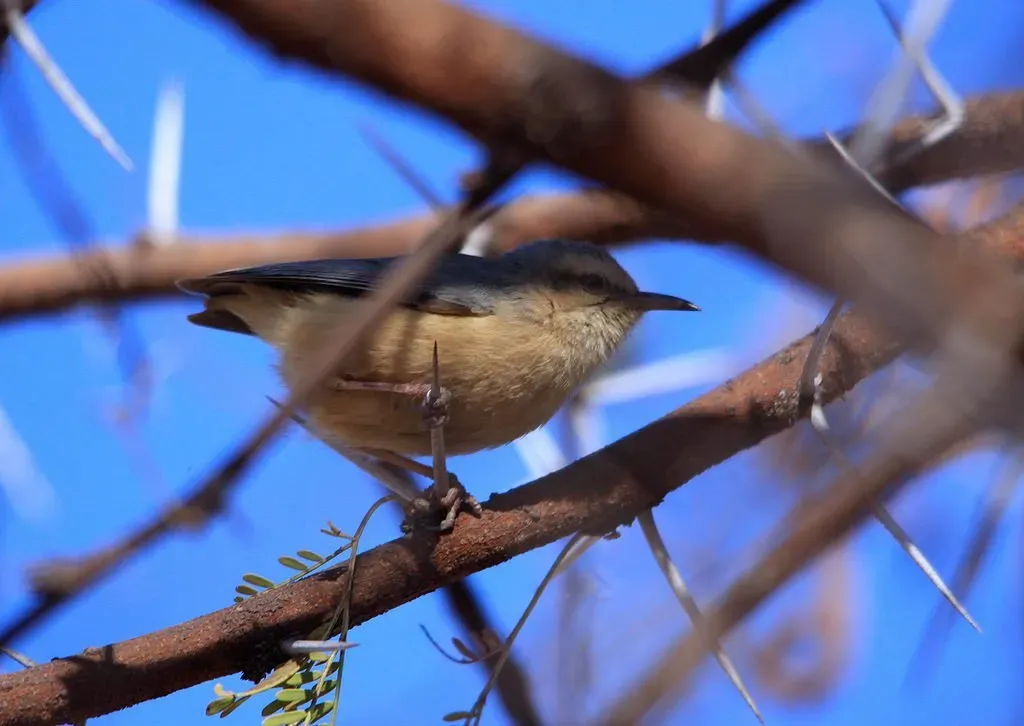 File:Long-billed Crombec (or Cape Crombec), Sylvietta rufescens at Marakele National Park, South Africa (7745666528).jpg