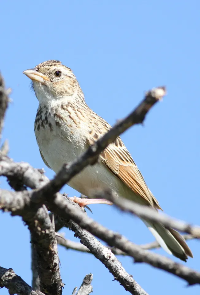 File:Monotonous lark, Mirafra passerina, at Borakalalo National Park, Northwest Province, South Africa (16205695945).jpg