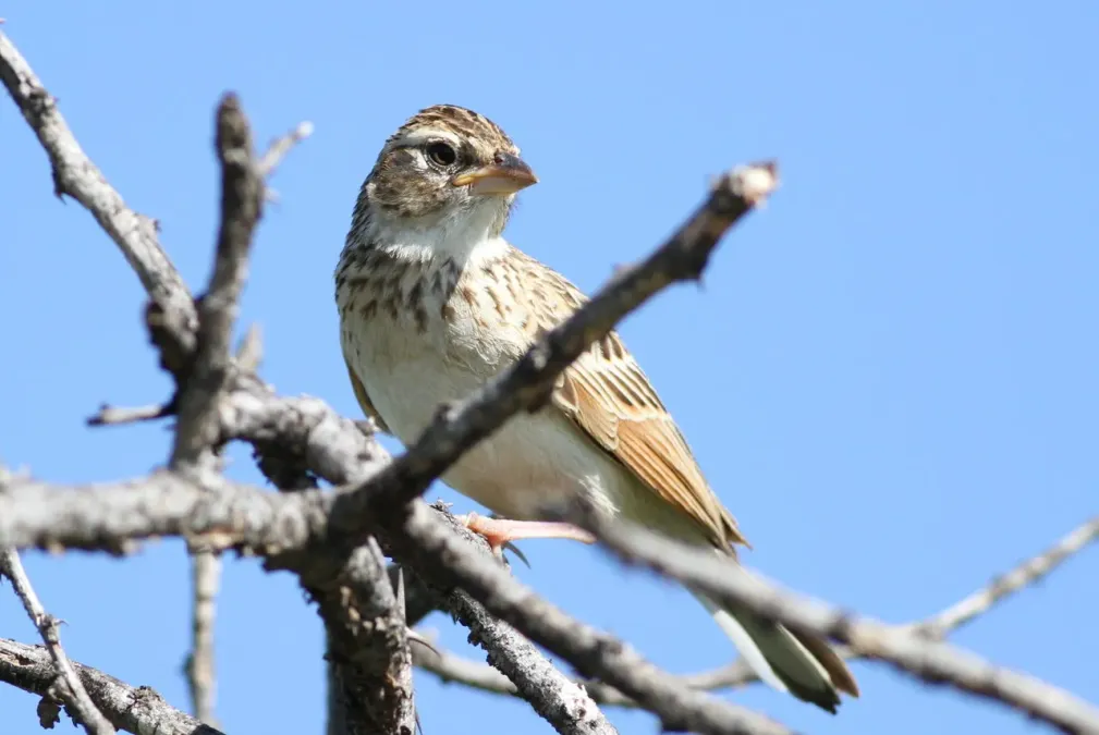 File:Monotonous lark, Mirafra passerina, at Borakalalo National Park, Northwest Province, South Africa (16018201488).jpg