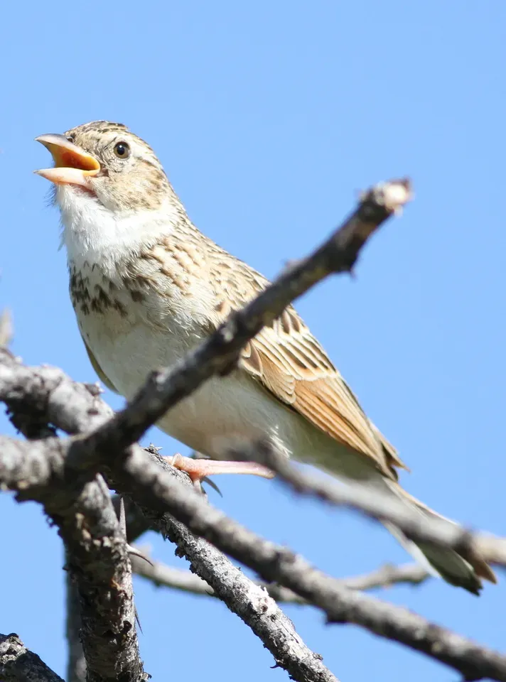 File:Monotonous lark, Mirafra passerina, at Borakalalo National Park, Northwest Province, South Africa (16019892207).jpg