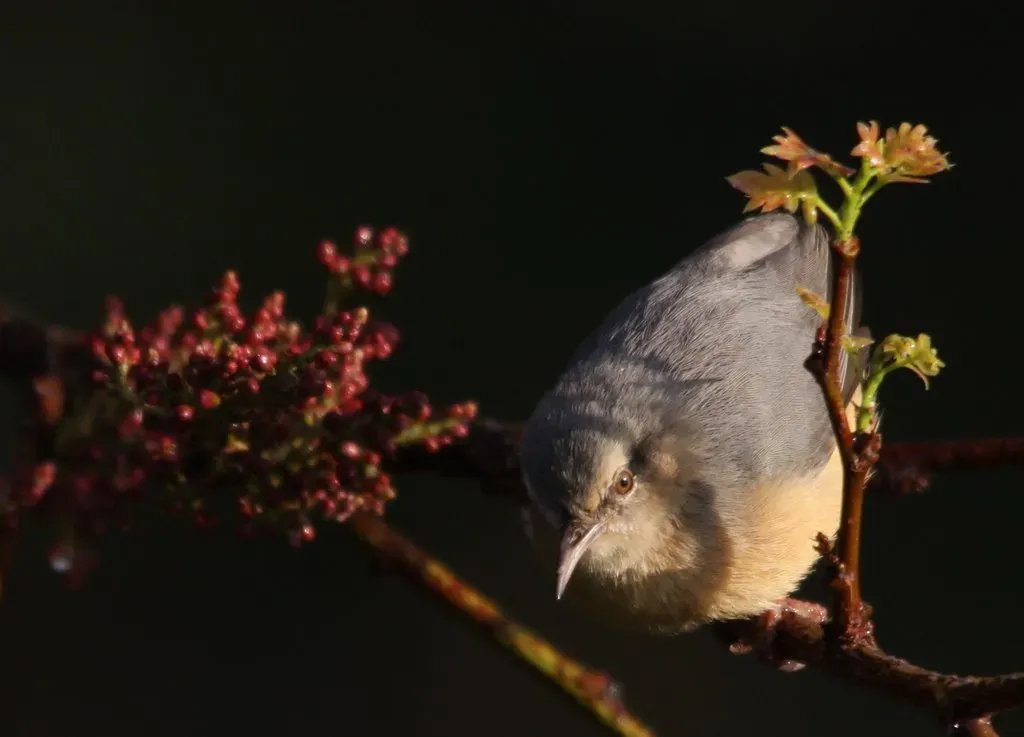 File:Long-billed Crombec or Cape Crombec, Sylvietta rufescens (7661711074).jpg
