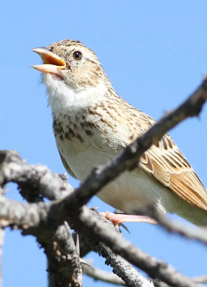 File:Monotonous lark, Mirafra passerina, at Borakalalo National Park, Northwest Province, South Africa (16018356470).jpg