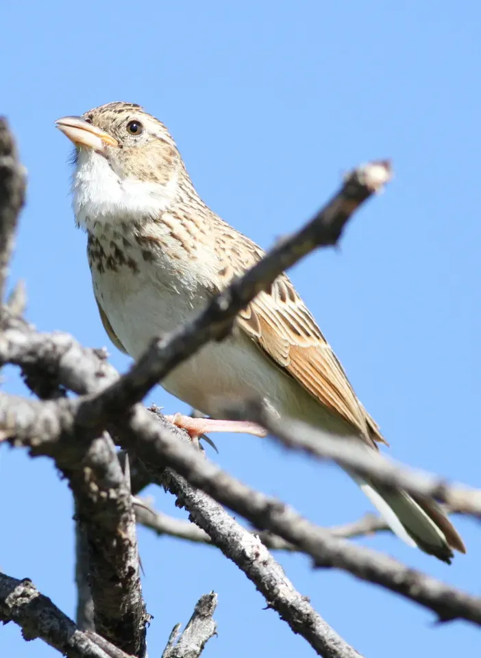 File:Monotonous lark, Mirafra passerina, at Borakalalo National Park, Northwest Province, South Africa (16018357050).jpg