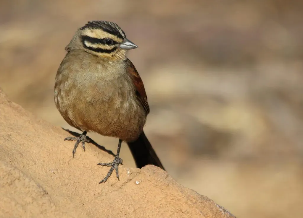 File:Cape Bunting, Emberiza capensis at Marakele National Park, South Africa (7789909152).jpg