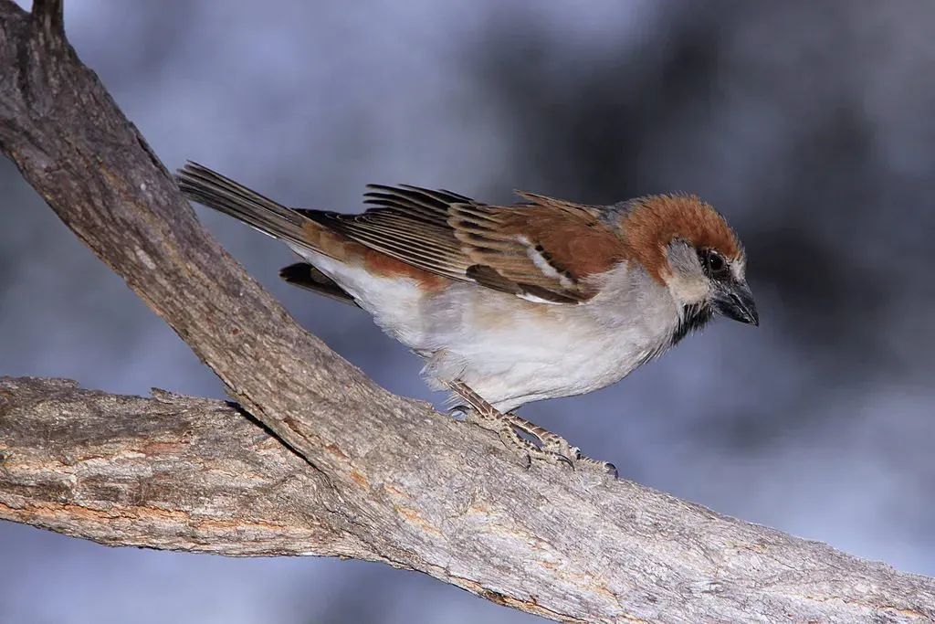 File:Great Sparrow Passer motitensis at Marakele National Park, South Africa - male (7796694788).jpg