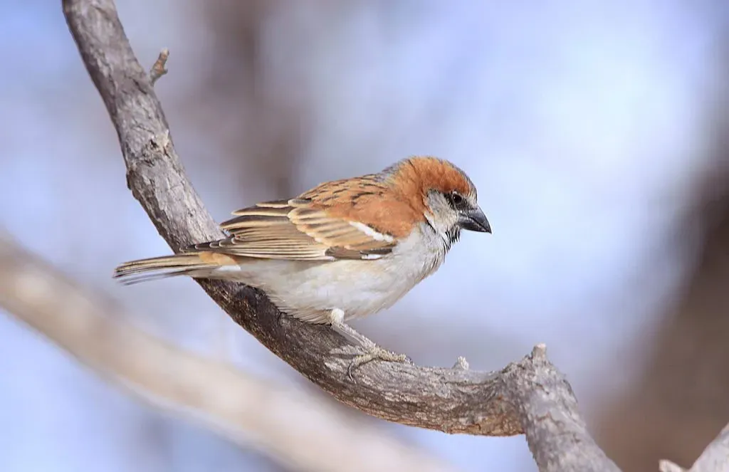 File:Great Sparrow Passer motitensis at Marakele National Park, South Africa (7796693102).jpg
