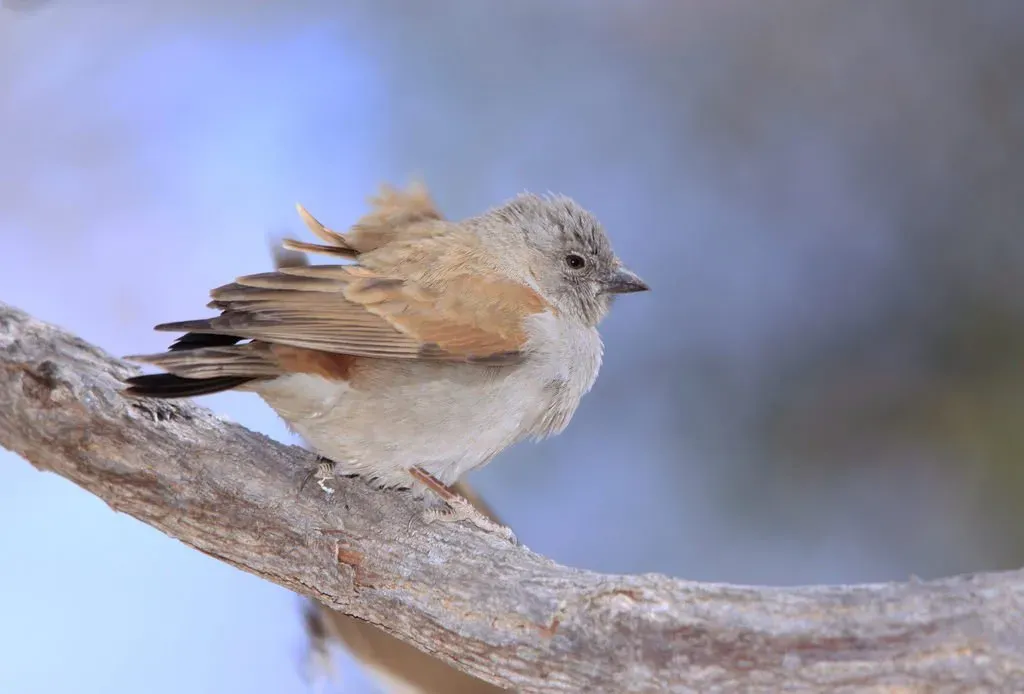File:Southern Grey-headed Sparrow, Passer diffusus, at Marakele National Park, South Africa (7796693912).jpg