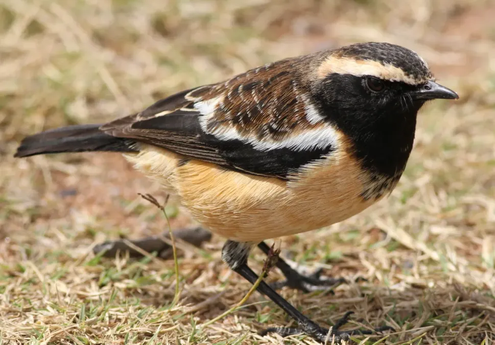 File:Buff-streaked Chat, Buff-streaked Bushchat, Campicoloides bifasciatus (male) at Marakele National Park, South Africa (14066416014).jpg