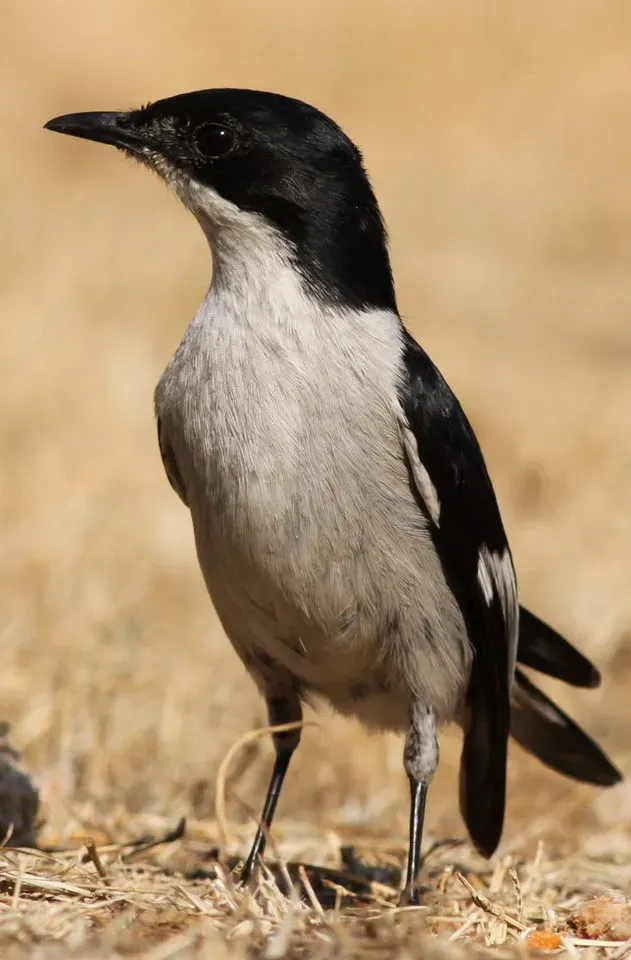 File:Fiscal Flycatcher, Sigelus silens - male, at Suikerbosrand Nature Reserve, Gauteng, South Africa (15533313282).jpg
