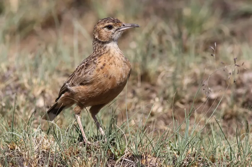 File:Spike-heeled lark, Chersomanes albofasciata, at Suikerbosrand Nature Reserve, Gauteng, South Africa (22023369533).jpg
