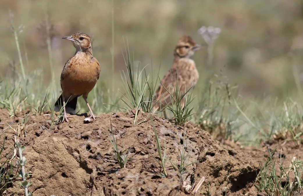 File:Spike-heeled lark, Chersomanes albofasciata, at Suikerbosrand Nature Reserve, Gauteng, South Africa (22644495855).jpg