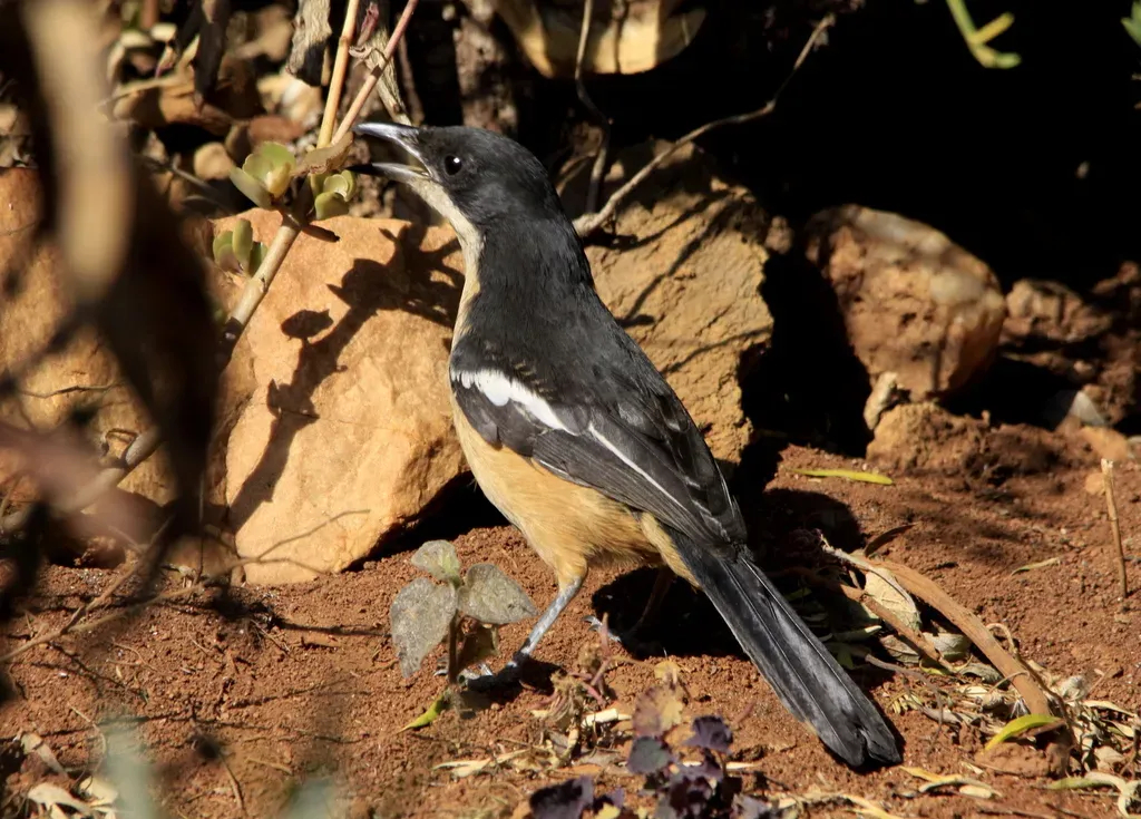 File:Southern Boubou (Laniarius ferrugineus) (7623230084).jpg
