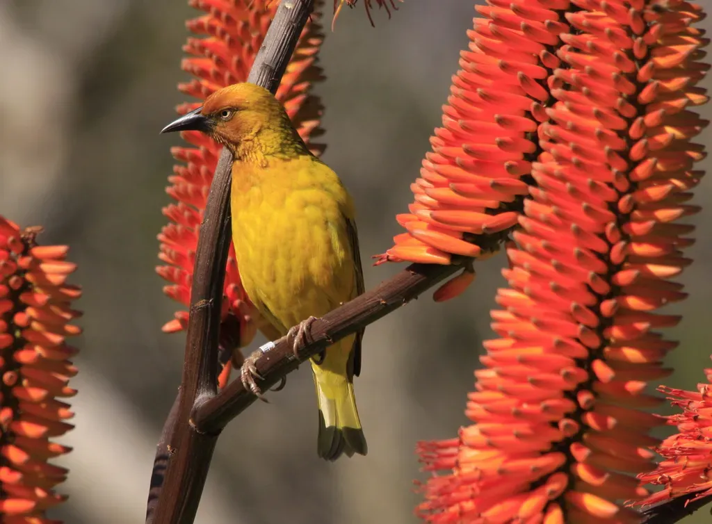 File:Cape Weaver (Ploceus capensis) in aloe (7623226356).jpg