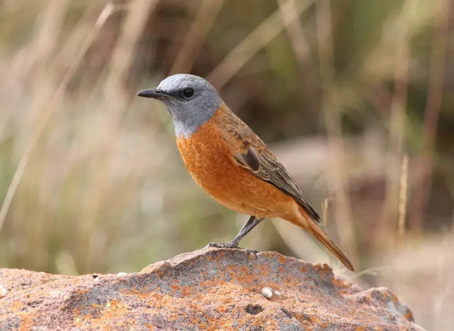 File:Cape Rock Thrush, Monticola rupestris at Marakele National Park, South Africa (13936069287).jpg