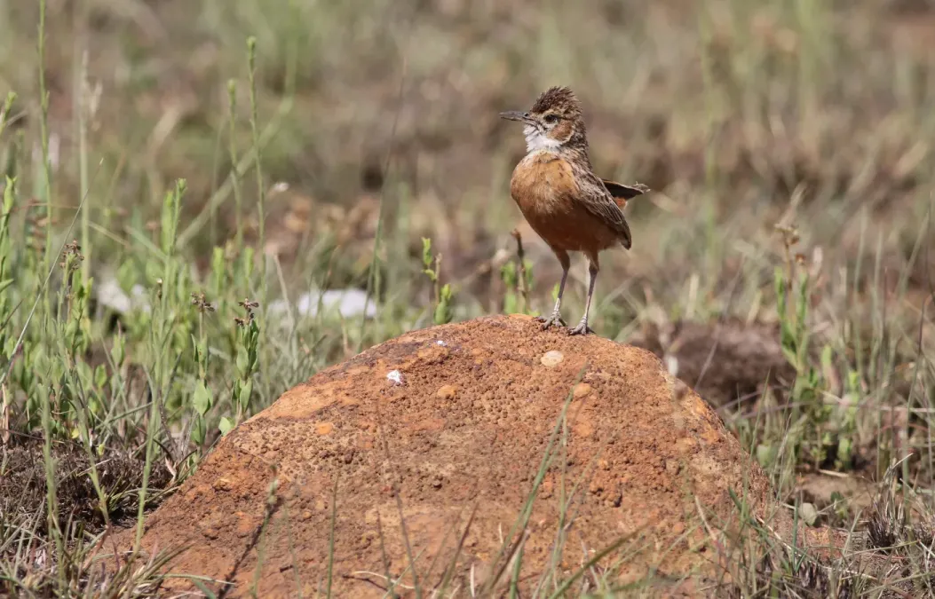 File:Spike-heeled lark, Chersomanes albofasciata, at Suikerbosrand Nature Reserve, Gauteng, South Africa (22644390875).jpg