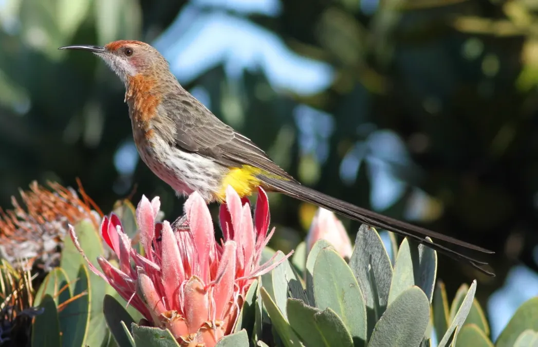 File:Gurney's Sugarbird, Promerops gurneyi at Marakele National Park (13936184879).jpg