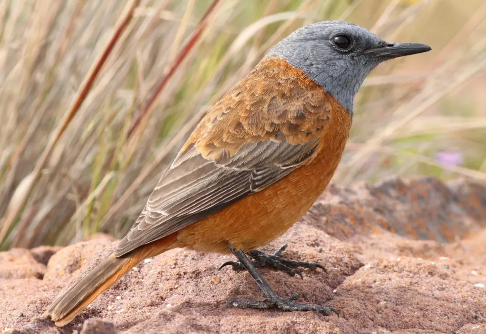 File:Cape Rock Thrush, Monticola rupestris at Marakele National Park, South Africa (13936072177).jpg