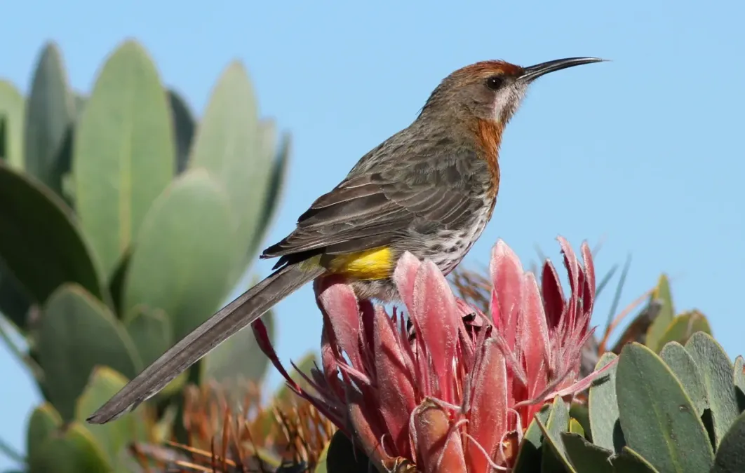 File:Gurney's Sugarbird, Promerops gurneyi at Marakele National Park (14122865015).jpg