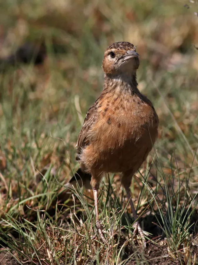 File:Spike-heeled lark, Chersomanes albofasciata, at Suikerbosrand Nature Reserve, Gauteng, South Africa (22456640280).jpg