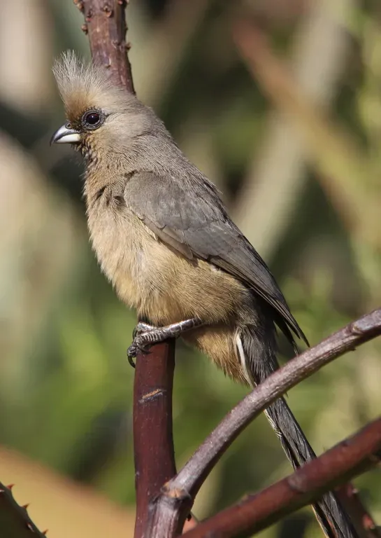 File:Speckled Mousebird (Colius striatus) in aloe (7623218072).jpg