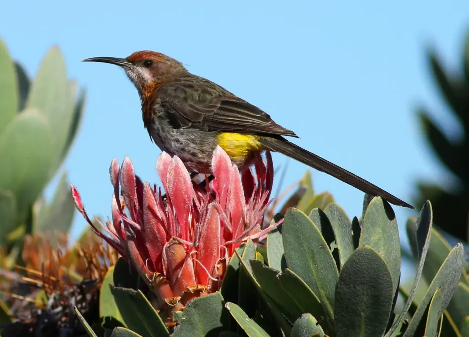File:Gurney's Sugarbird, Promerops gurneyi at Marakele National Park (14099706156).jpg