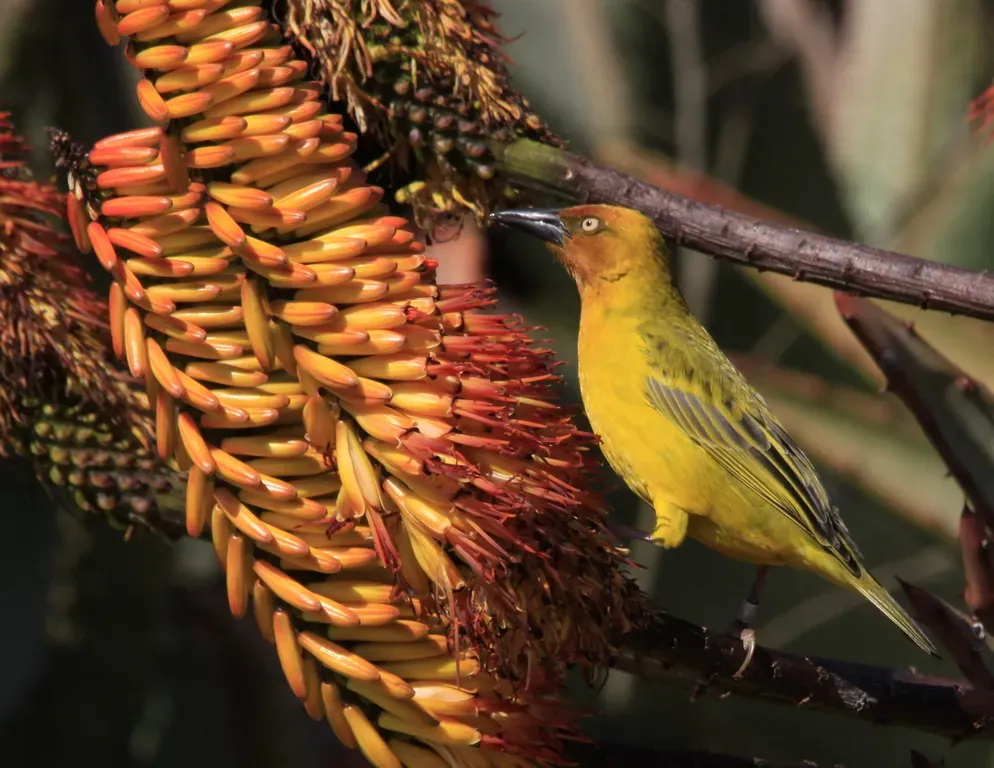 File:Cape Weaver (Ploceus capensis) in aloe (7623201024).jpg