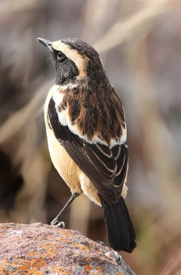 File:Buff-streaked Chat, Buff-streaked Bushchat, Campicoloides bifasciatus (male) at Marakele National Park, South Africa (14062726641).jpg