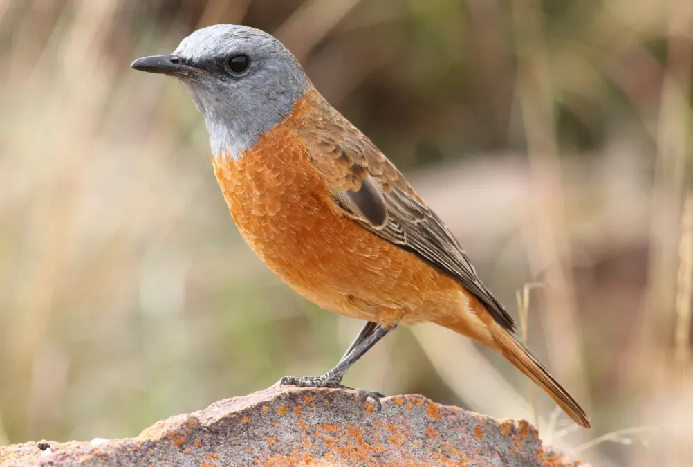 File:Cape Rock Thrush, Monticola rupestris at Marakele National Park, South Africa (14099568796).jpg