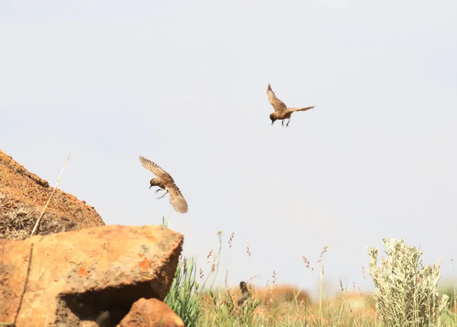 File:Spike-heeled lark, Chersomanes albofasciata, at Suikerbosrand Nature Reserve, Gauteng, South Africa (22456418200).jpg