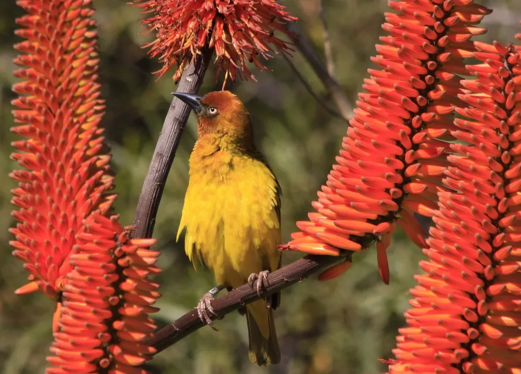 File:Cape Weaver (Ploceus capensis) in aloe (7623209822).jpg