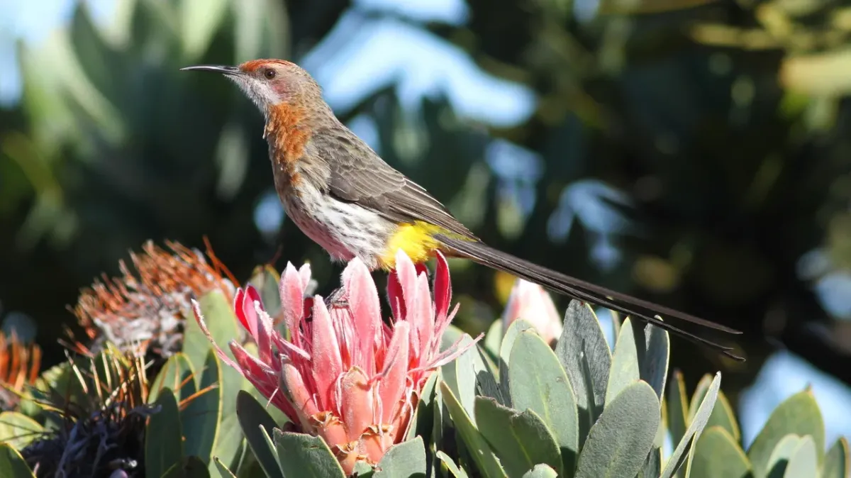File:Gurney's Sugarbird, Promerops gurneyi at Marakele National Park (13936187729).jpg