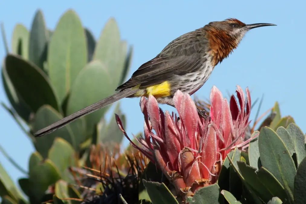 File:Gurney's Sugarbird, Promerops gurneyi at Marakele National Park (14119556881).jpg