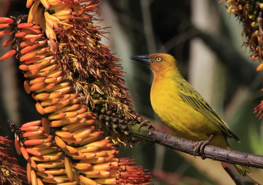 File:Cape Weaver (Ploceus capensis) in aloe (7623204704).jpg