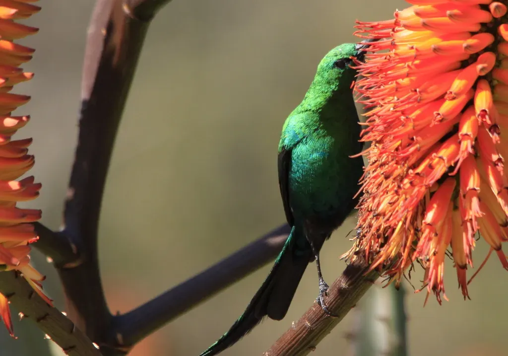 File:Malachite Sunbird, Nectarinia famosa (7623197422).jpg