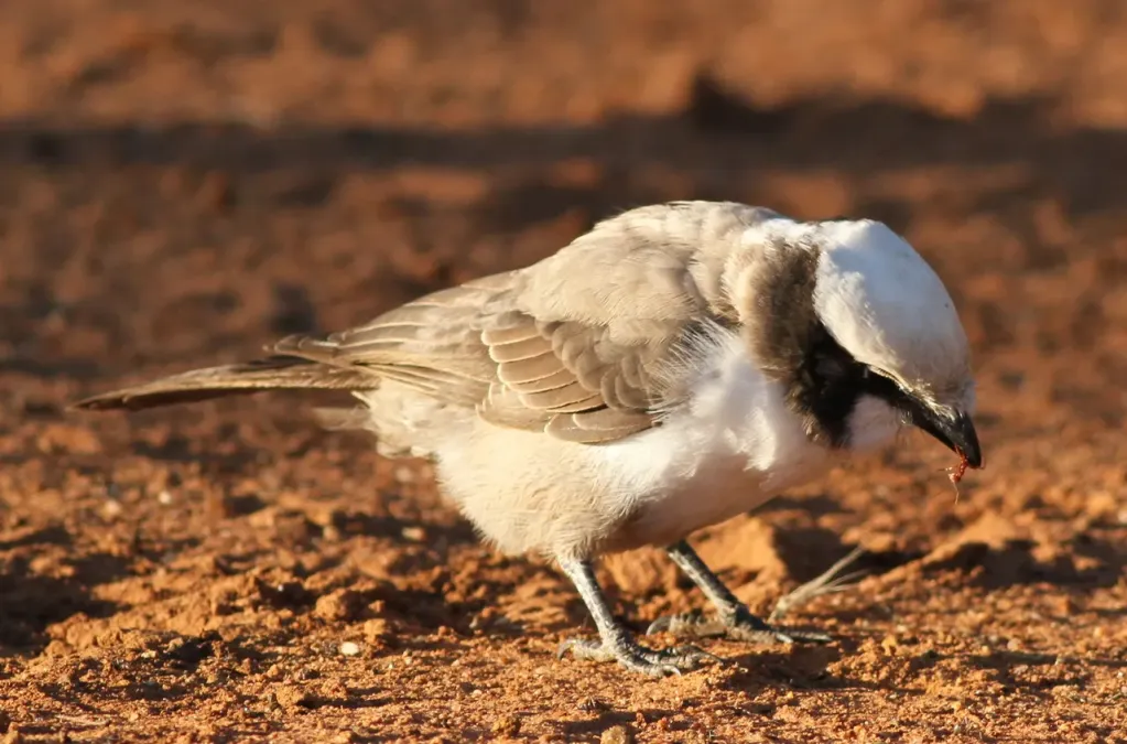 File:Southern White-crowned Shrike, Eurocephalus anguitimens, gleaning ants from the early morning soil at Marakele National Park, South Africa (14136210082).jpg