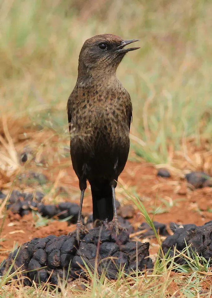 File:Ant-eating Chat (or Southern Anteater-chat), Myrmecocichla formicivora (13913698536).jpg