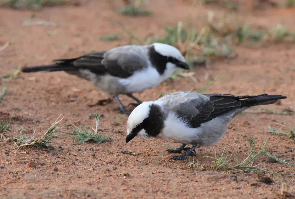 File:Southern White-crowned Shrike, Eurocephalus anguitimens, gleaning ants from the early morning soil at Marakele National Park, South Africa (13952501438).jpg