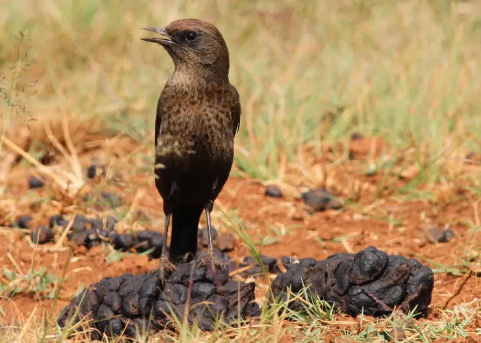 File:Ant-eating Chat (or Southern Anteater-chat), Myrmecocichla formicivora (13913693606).jpg