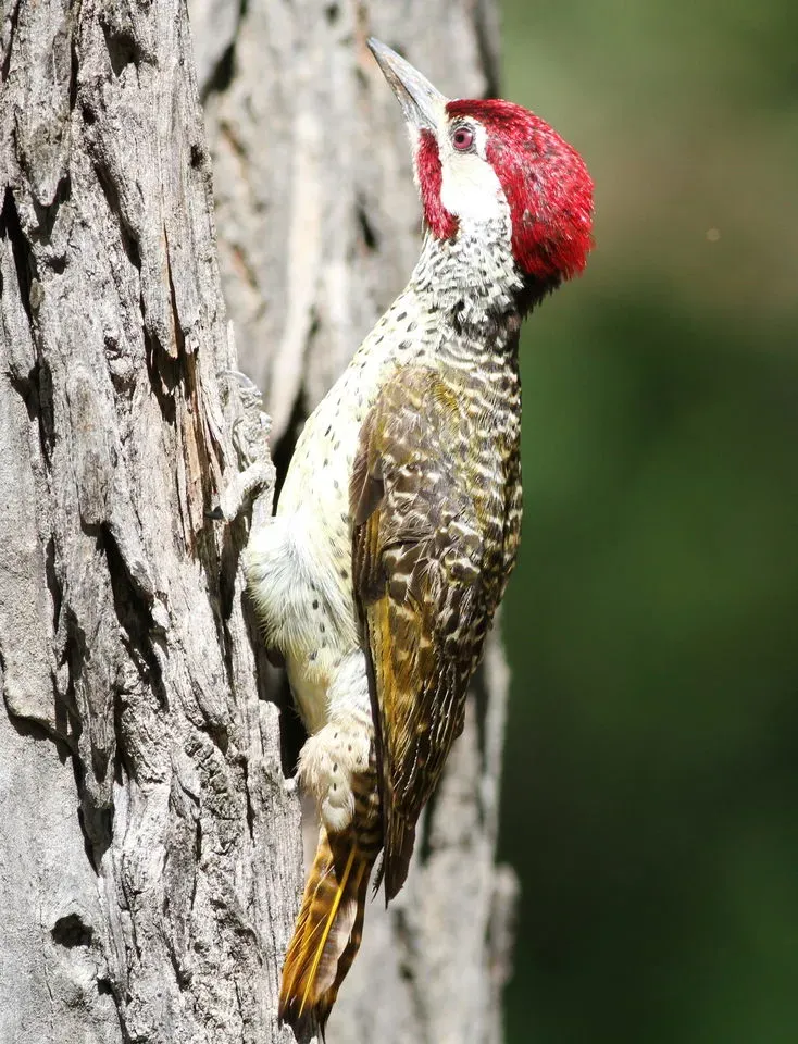 File:Bennett's Woodpecker, Campethera bennettii at Marakele National Park, Limpopo, South Africa (male) (16094899547).jpg